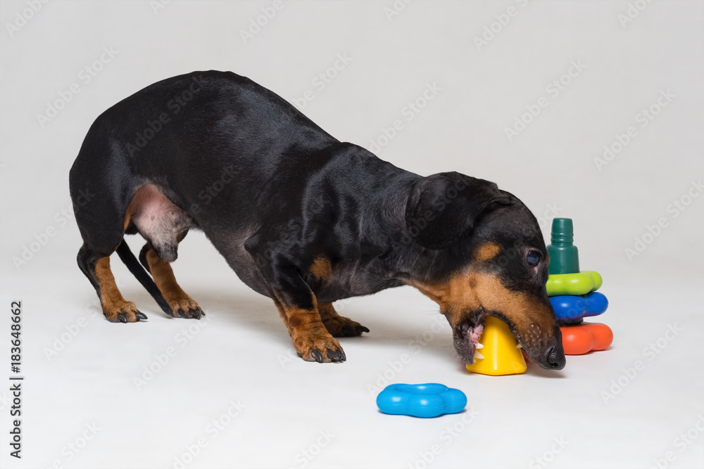 Dog pyramid toy cheap