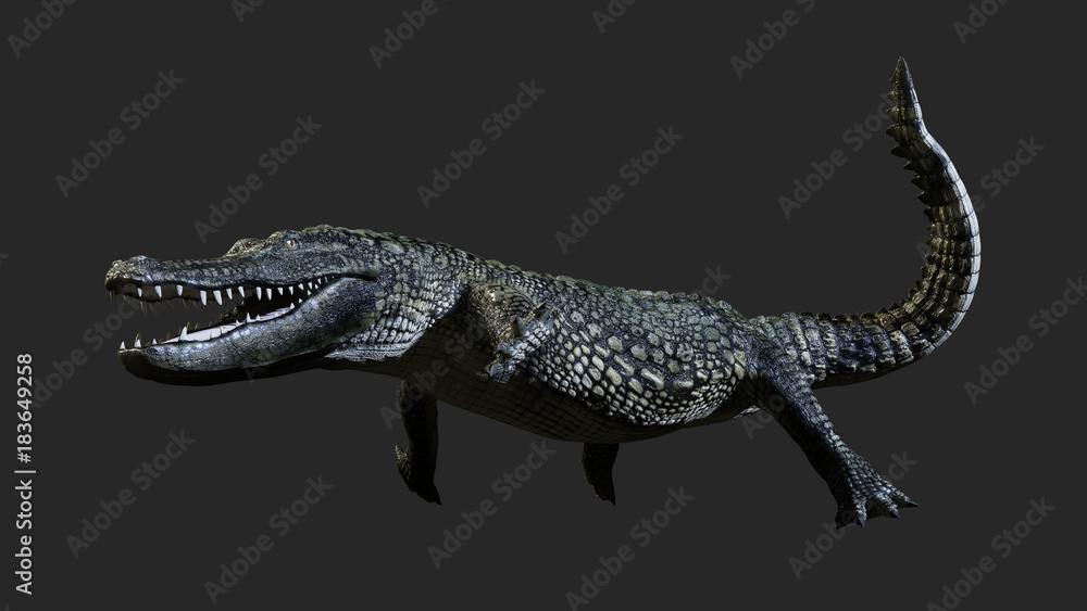 Naklejka premium 3D Illustration of a green American alligator isolated on grey background, American crocodile.