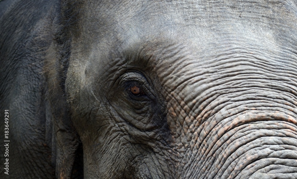 Fototapeta premium Indian elephant, Mae Sa,Thailand