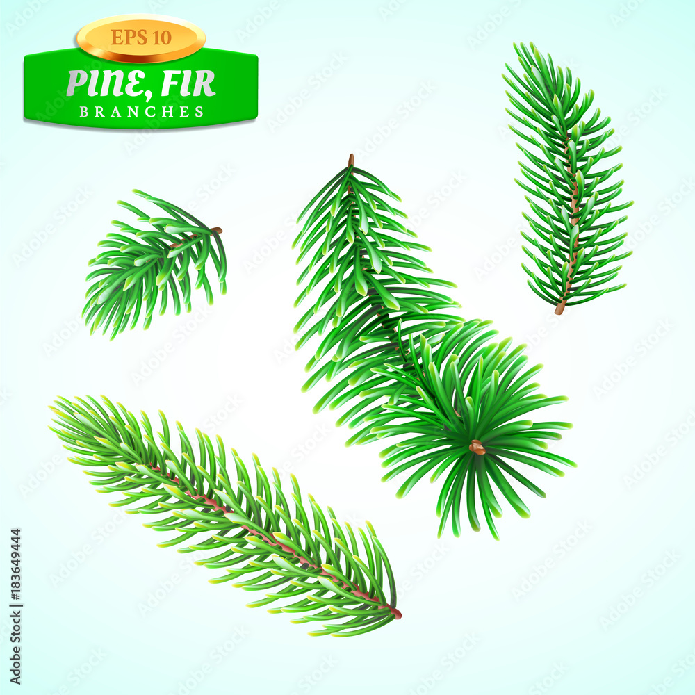 Set of fir branches, Christmas tree, pine tree. Symbol of Christmas and New Year. Decorations for winter holidays. Detailed realistic 3d illustration.
