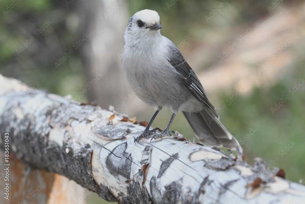 Obraz premium Gray Jay (Perisoreus canadensis)