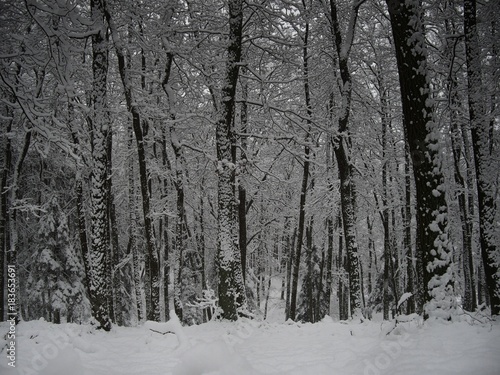 Forest near a central European city after first snowfall in the winter season