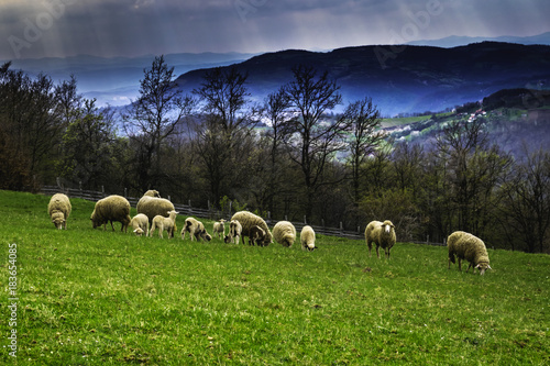 Serbian landscape, sheeps grazing