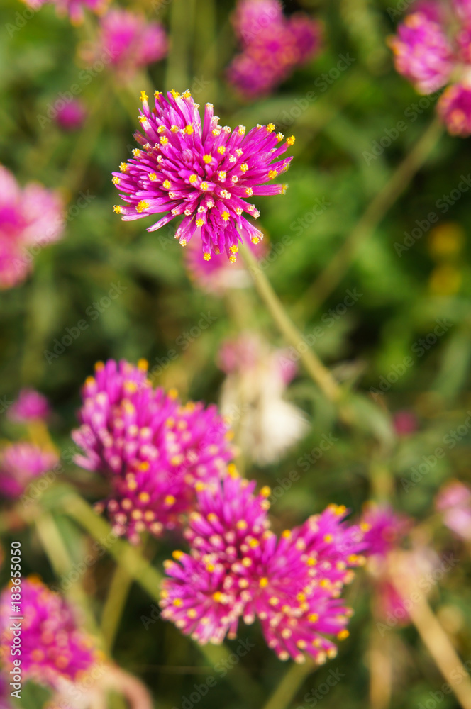 Gomphrena globosa firework globe amaranth red flowers with yellow tip Gomphrena globosa firework globe amaranth red flowers with yellow tip