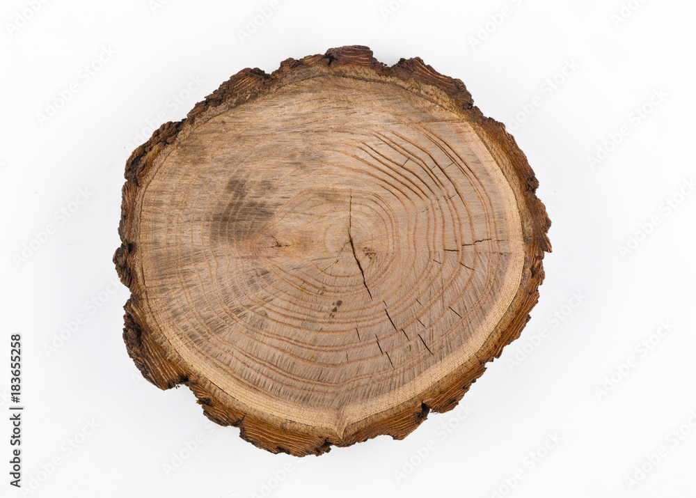 cross section of the tree cross section of the tree
