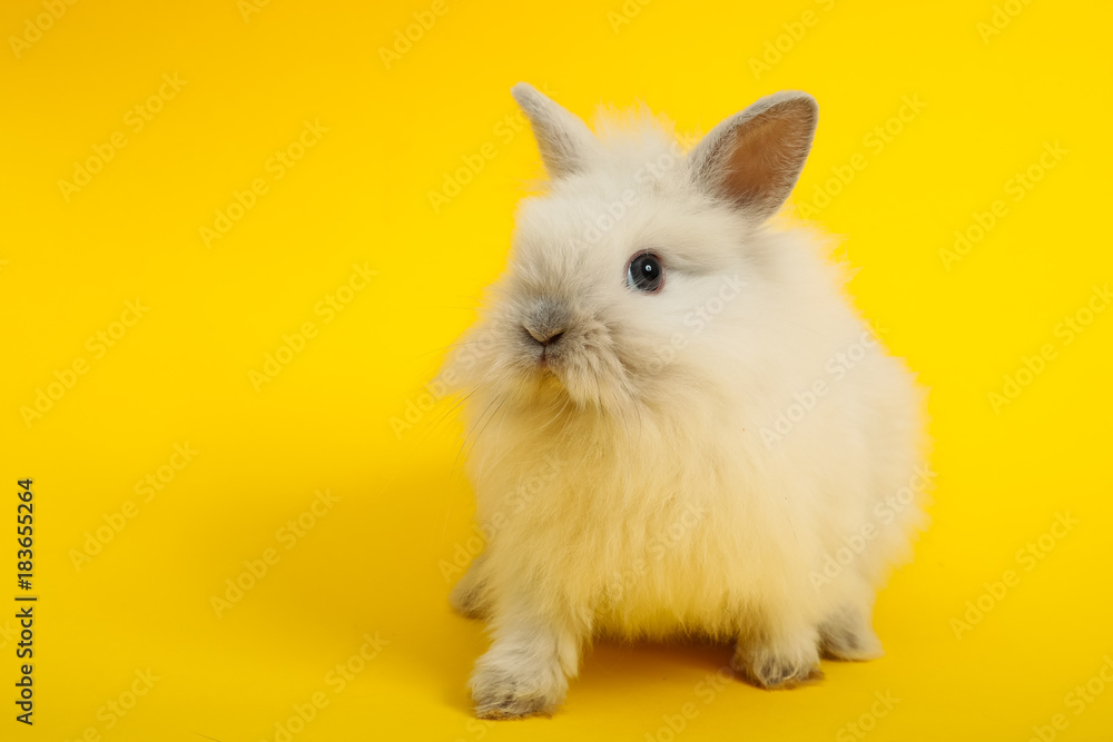 Rabbit on the color background Rabbit on the color background