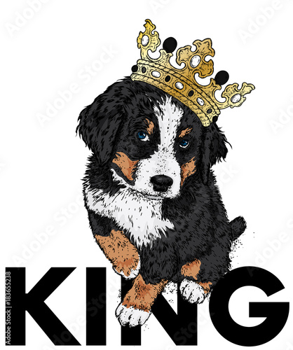 Beautiful dog in the crown. The Bernese zenenhund. Purebred puppy in clothes and accessories. Vector illustration for a postcard or poster, print on clothes, covers, covers or bags.