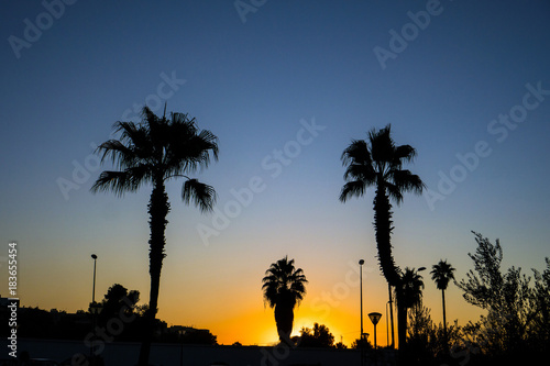 Silhouette of palm trees during the sunset with the blue sky
