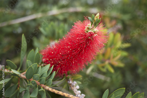 Malaleuca citrina 