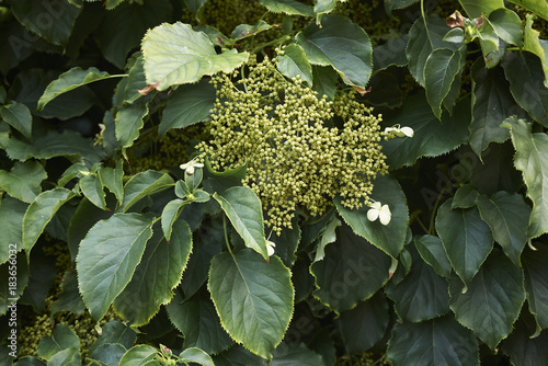 Hydrangea petiolaris photo