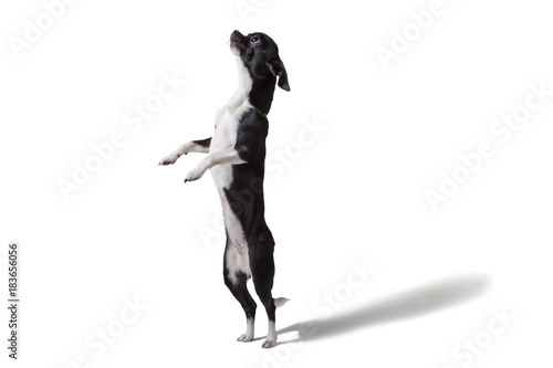 Chihuahua dog on white background