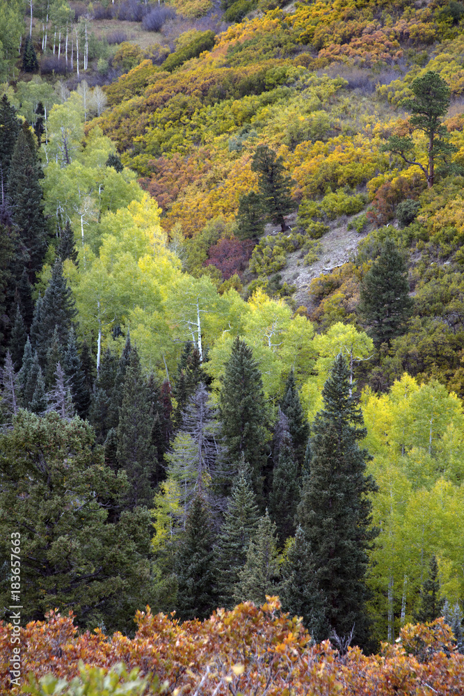 Aspen trees Autumn colors of Fall Aspens conifers and oak bushes San Juan mountains of Dallas Divide just outside of Ridgway Colorado America Aspen trees Autumn colors of Fall Aspens conifers and oak bushes San Juan mountains of Dallas Divide just outside of Ridgway Colorado America