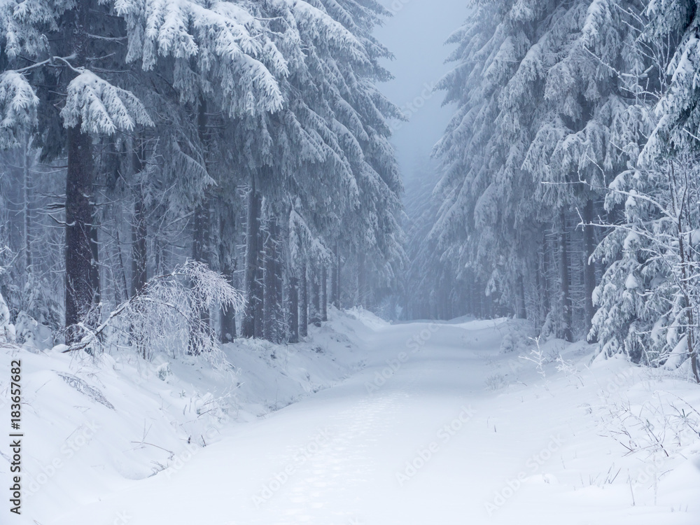 Naklejka premium winterlicher Wald im Gebirge