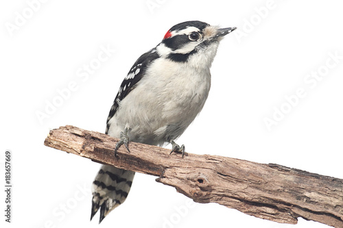 Downy Woodpecker (Picoides pubescens)