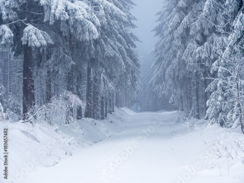 winterlicher Wald im Gebirge
