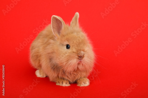 Rabbit on the color background