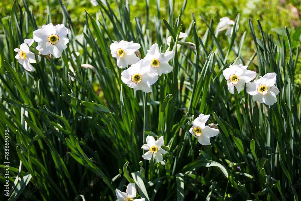 White narcissus flower on flowerbed in garden. Narcissus poeticus White narcissus flower on flowerbed in garden. Narcissus poeticus