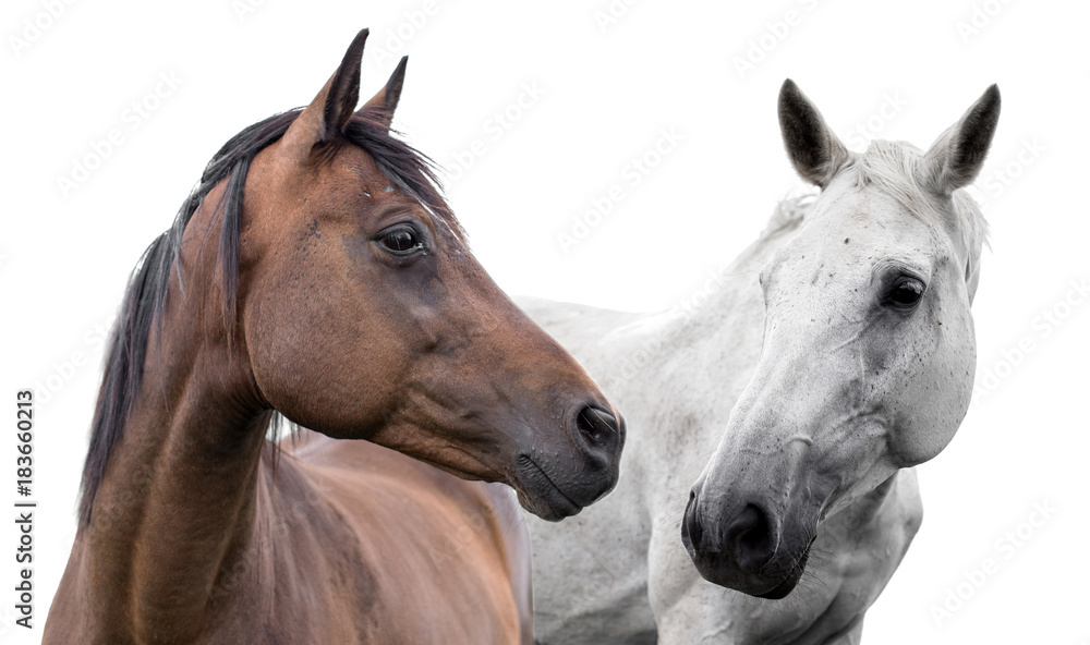  two horses on a white background