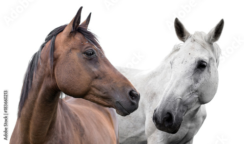  two horses on a white background photo