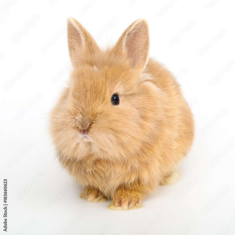 Cute white baby bunny rabbit Cute white baby bunny rabbit