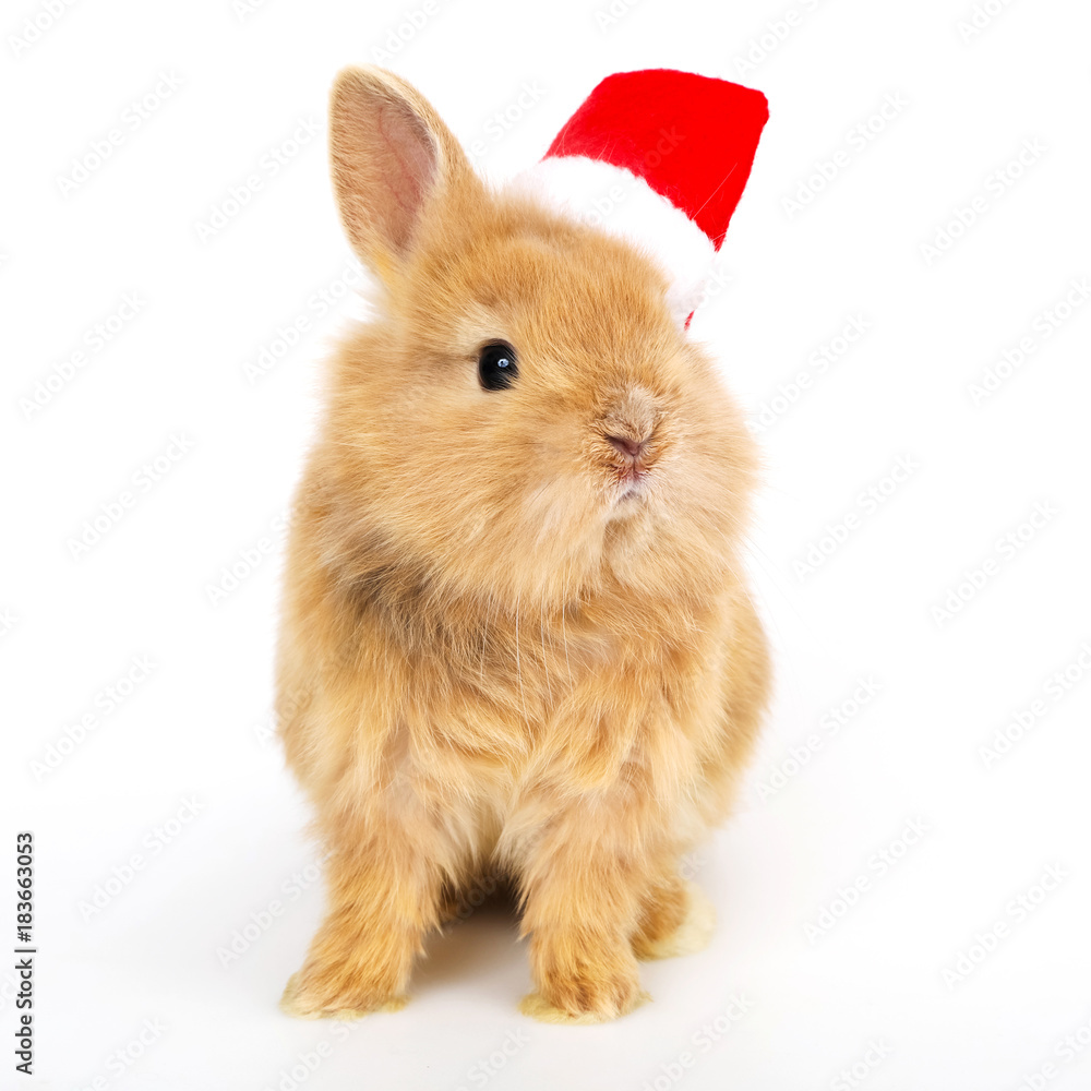 Fototapeta premium Baby rabbit with a christmas hat