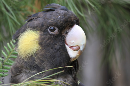 Closeup of black cockatoo