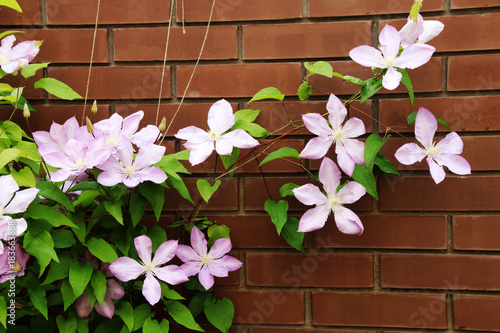 Blooming hybrid cultivar Jackman's clematis (Clematis x jackmanii) in the summer garden photo