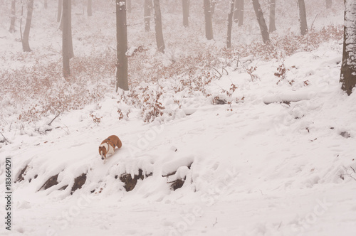 dogs enjoying first snow in nature, pair of dogs in white forest, winter days © pellephoto