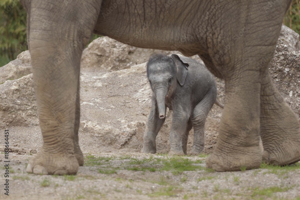 Fototapeta premium Jungtier Elefant 