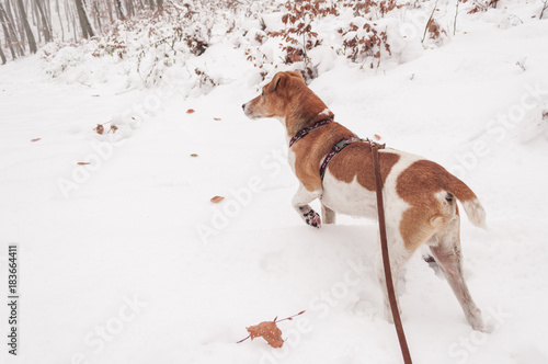 Fototapeta Naklejka Na Ścianę i Meble -  dog on leash in white winter snow covered nature forest, walk with dogs