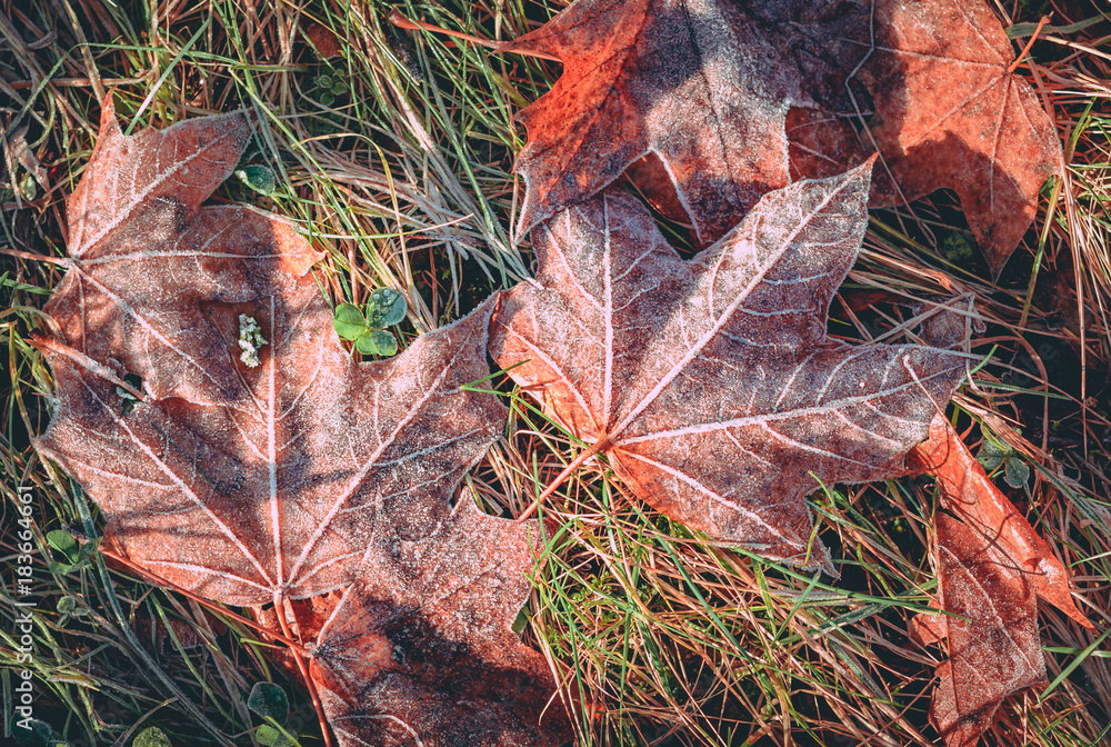 Colorful leaf covered in frost in late Autumn in Latvia. Sunny and cold morning with mild sunlight covering the land.