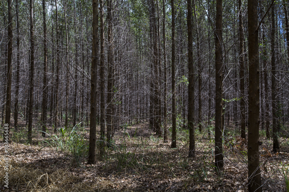 Eucalyptus forest in Sao Paulo State - Brazil. Plants for paper industry Eucalyptus forest in Sao Paulo State - Brazil. Plants for paper industry