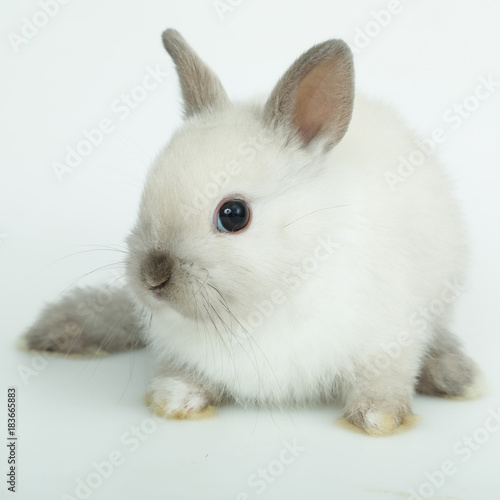 Cute white baby bunny rabbit