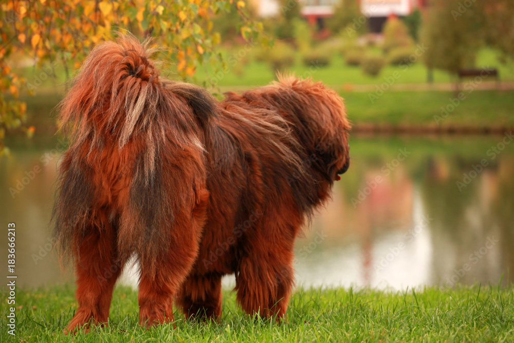 Fototapeta premium Tibetan Mastiff dog autumn street Moscow