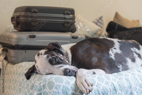 Travel fatigue, sleeping great dane pet dog on bed with luggage