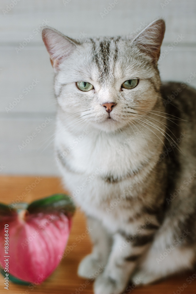 Nice aroma concept - cat sitting behind the nice scent flower. Nice aroma concept - cat sitting behind the nice scent flower.