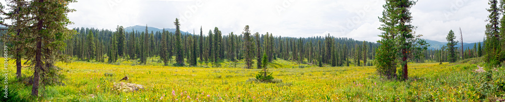 Siberian forest. West Sayan mountains Siberian forest. West Sayan mountains