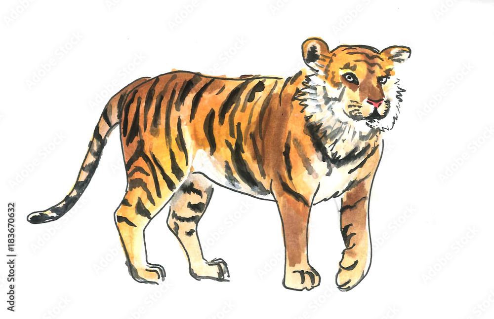 This is watercolour painting of wild tiger. It is illustration suite into the child books.