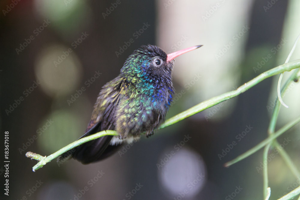 Obraz premium Kolibri
