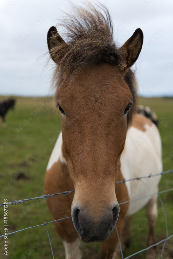 Icelandic horses in a peaceful meadow