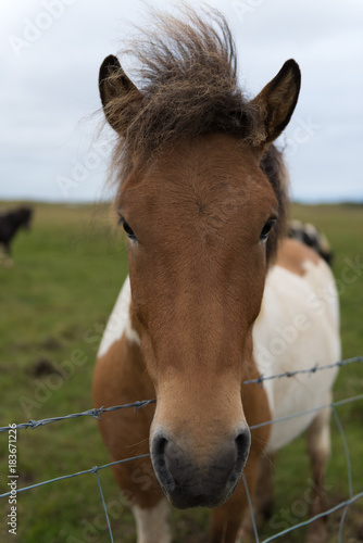 Icelandic horses in a peaceful meadow © Konstantin Maslak
