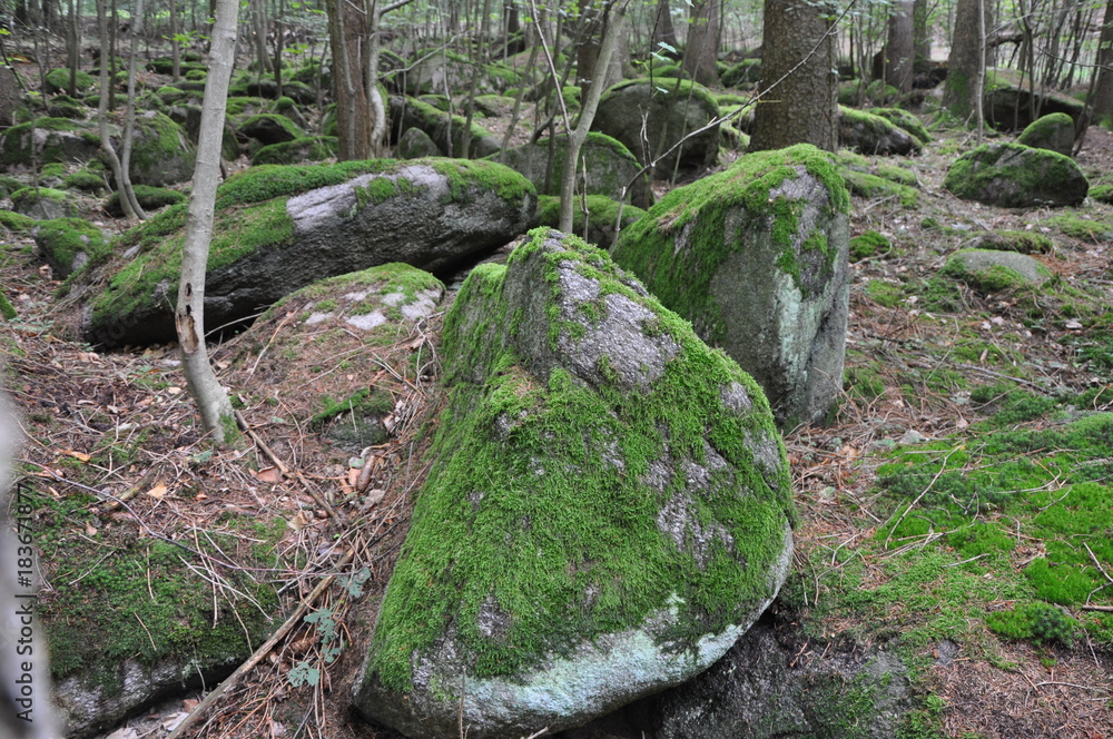 Felsen in einem Wald im Odenwald Felsen in einem Wald im Odenwald