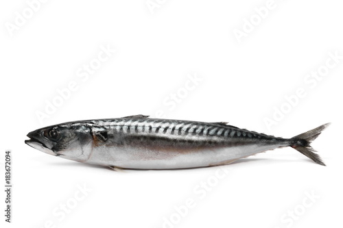 Whole Atlantic mackerel (Scomber scombrus) fish isolated on a white
