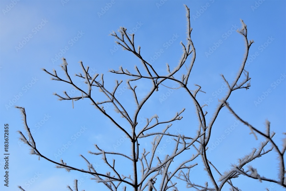 Jardin d'hiver Jardin d'hiver