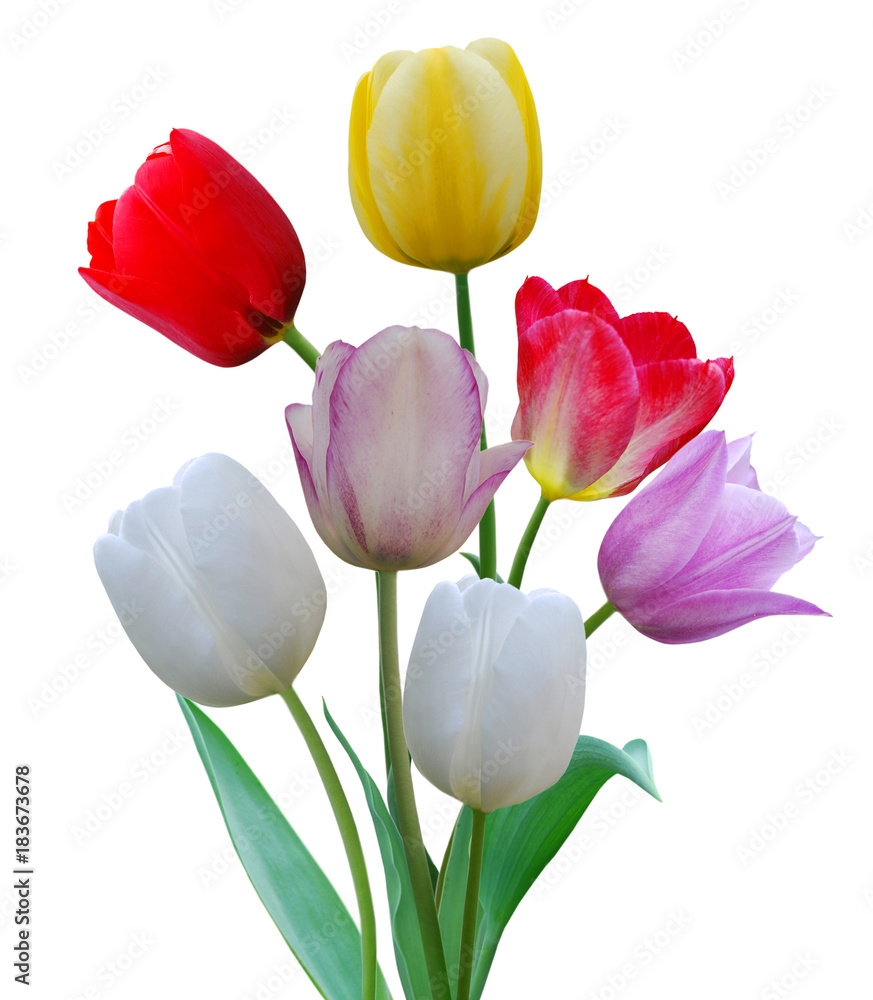 Row tulip flowers isolated on white Row tulip flowers isolated on white