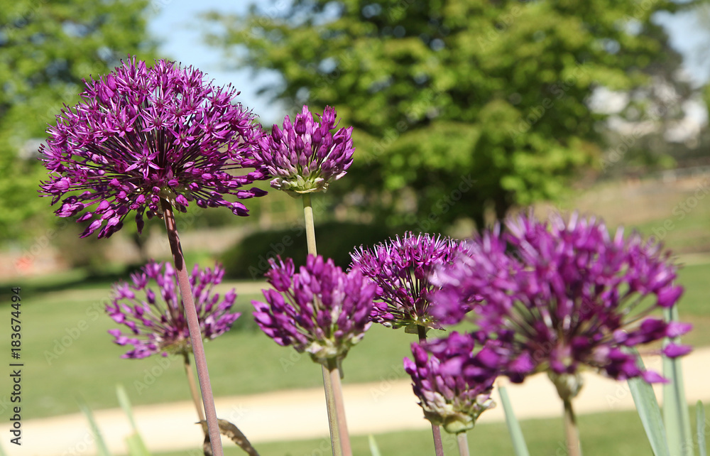 Obraz premium Allium hollandicum