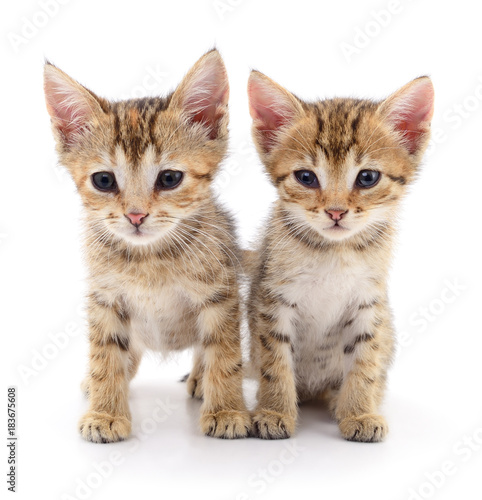Fototapeta Naklejka Na Ścianę i Meble -  Two small kittens.