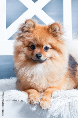 Vertical view of  pomeranian spitz is laying on the white plaid with in red stripes present. Concept of preparation to the NEw Year or Christmas © Alex