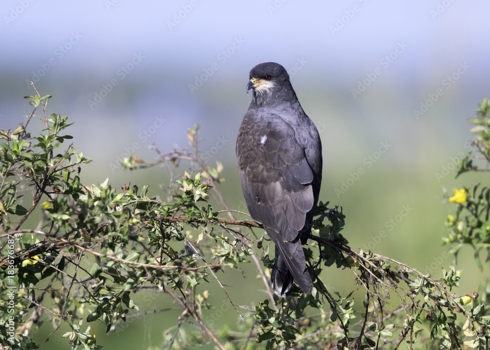Fototapeta premium Snail Kite