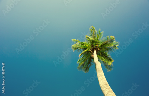 Coconut palm trees